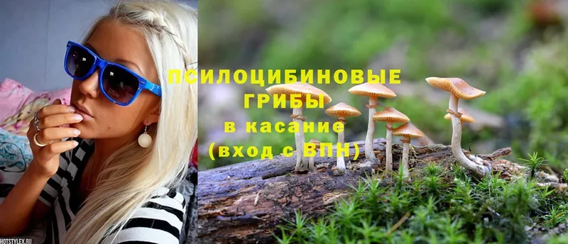 блэк спрут как зайти  Грязовец  Псилоцибиновые грибы MAGIC MUSHROOMS  где купить наркотик 